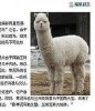 photo-Cao_ni_ma.jpg