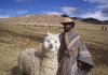 Bolivian_Alpaca.jpg