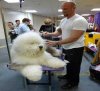 Dog-Haircuts4-300x275.jpeg