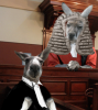 kangaroo.png