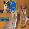 Kangaroo_court.jpg