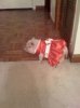 pigindress.jpeg