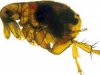 Flea_infected_with_yersinia_pestis.jpg