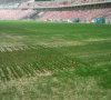 2milliongrass.JPG