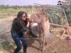 girl-and-donkey-funny-kiss.jpeg
