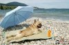 dog-on-beach.jpeg