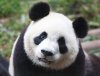 Panda-Update.jpg