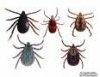 ticks.jpg