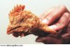 266-CHICKENHEAD.jpg