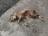 Cat's_Corpse.jpg