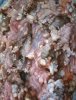 meat-rotten.jpeg