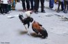07022015_cockfight_reuters.jpg 07022015_cockfight_reuters.jpg