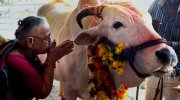 cow-worship.jpg