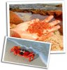 red_crab2.jpeg
