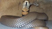 Mozambique-spitting-cobra-captured-in-the-courtyard-of-a-Westville-home-after-it-spat-in-the-e...jpg