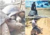 tortoise-mauritius-prc-abuse-xiamen_0.jpg