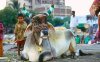 brahmin_3280177b.jpg