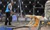 tiger tamer.png