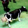cow2.jpg