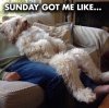 Funny-dog-sunday-memes-600x597.jpeg