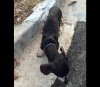 animal-abuse-dog-spca-sosd.jpg animal-abuse-dog-spca-sosd.jpg