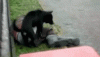 1721867034.gif