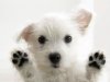 very-cute-dog-background-1600x1200-1007067.jpg