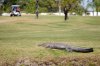 gator golf course.jpg