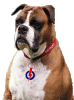 pap dog.gif
