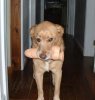 dog-carrying-vibrator-dildo.jpeg