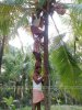 coconut-tree-kerala-india-funny-picture.jpg coconut-tree-kerala-india-funny-picture.jpg