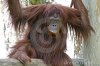 female-orangutan-123990.jpeg