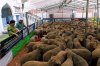 SultanMosqueGoats1109e_2x.jpg