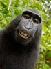monkey-the-selfie.jpg