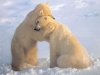 polarbearshugging.jpg