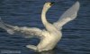 tundra_swan_1.jpg