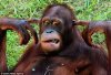 monkey.jpeg