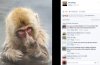 ho-ching-monkey-fb.jpg