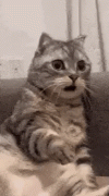 GPyA5V1asAA3e_i.gif