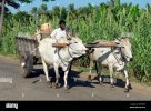 traditional-indian-bullock-cart-transport-through-the-fields-near-APNW0P-1428381441.jpg