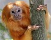 amos the monkey.jpg