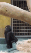 monke-monkey.gif