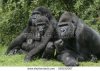 stock-photo-western-lowland-gorilla-gorilla-gorilla-group-mammals-on-grass-169192067.jpg
