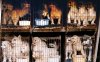 puppy-mill-dog-sick-puppy.jpg