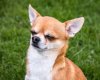 chihuahua-1356758_1280.jpg
