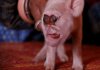 20161209-pigmonkeyface-Reuters.jpg