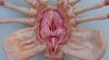 alien-face-hugger-1-1-posable-prop-figure-avp-predator-196eb.JPG