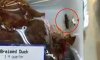 cockroach.jpg