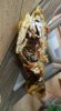 Nsai Lemak maggot.jpg