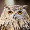 wise owl.jpg